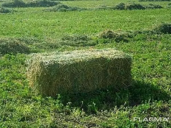 Клевер. Тюки. Третий укос. самовывоз,Панфиловский район, г Каинда, ул