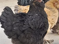 Brahma — Foto 3