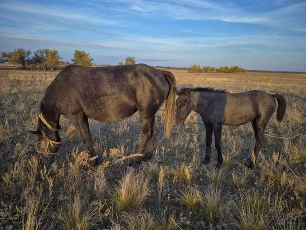 فرس, Kazakh horse — كازاخستان