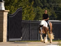 Hengst, Pinto horses — Foto 7