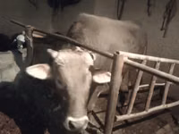 Toro, Ganado vacuno — foto 5