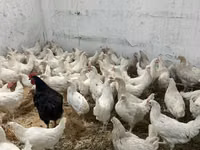 Chickens — Foto 1
