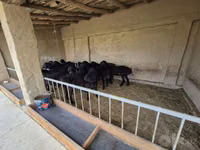 كبش, Blackheaded Persian sheep — الصورة 2