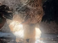 Brahma — Foto 3