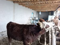 सांड, कजाख़स्तानी सफेद सिर वाली गाय — फ़ोटो 2