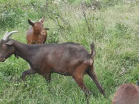 Ziege, Murcia-Granada goats — Foto 2