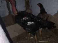 Chickens — Foto 3
