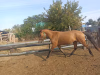 حصان, Mugalzhar horse — الصورة 5