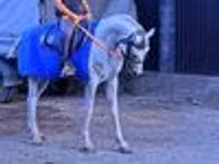 حصان, Arabian horse — الصورة 4