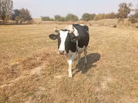 Cow, Russian Black pied cattle — photo 2