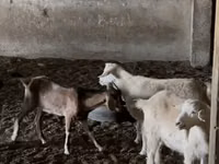 Ziegen (Partie, Geschlecht nicht angegeben), Nubian Goat — Foto 3