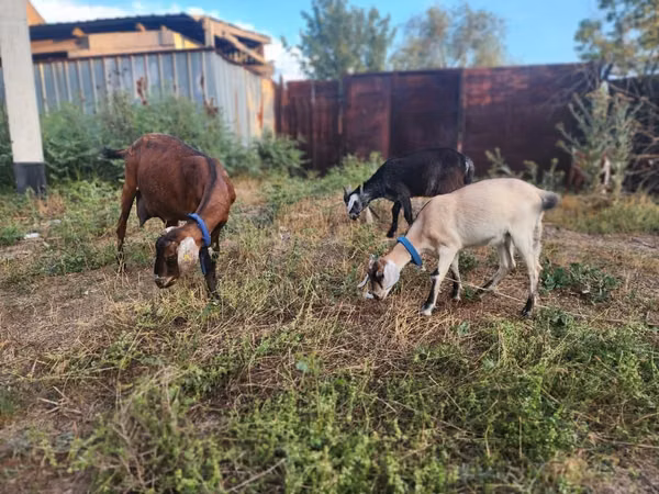 母山羊, Nubian Goat — 哈萨克斯坦