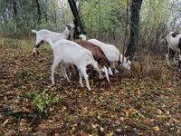 Ziege, Nubian Goat — Foto 4