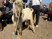 تيس, Damask goat — الصورة 5