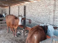 بقرة, Simmental cattle — الصورة 2