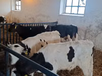 Toro, Ganado vacuno — foto 7