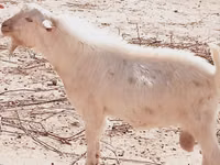 母山羊, Goats — 照片 1