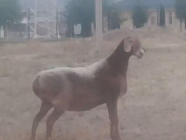 Schaf, Arashan sheep — Kirgisistan