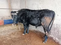 公牛, Cattle — 照片 3