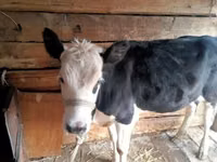 गाय, Russian Black pied cattle — फ़ोटो 2