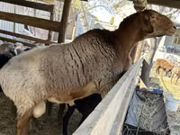 Қошқар, Arashan sheep — 3-сурет