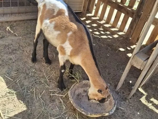 Ziege, LaMancha goats