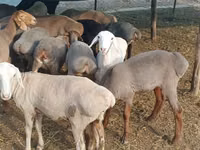 Oveja, Ovejas — foto 1