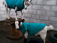 बकरा, Saanen goat — फ़ोटो 3