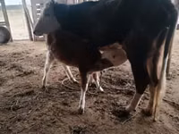 गाय, Simmental cattle — फ़ोटो 6