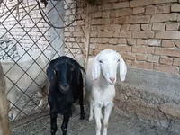 Эчки, Козулар — сүрөт 4