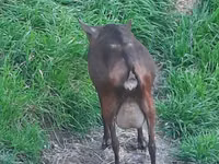 Ziege, Irish goat — Foto 2