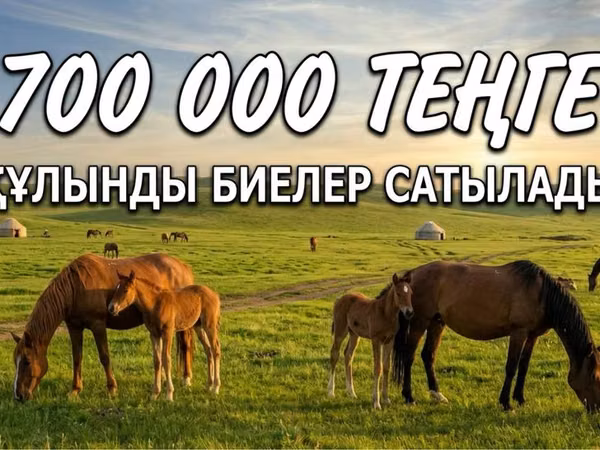 Stute, Mugalzhar horse — Kasachstan