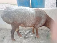 Ram, Sheep — photo 1