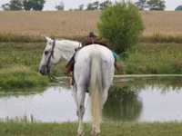 Hengst, Quarter Horse — Foto 4