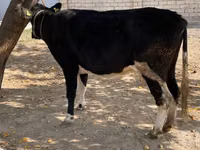 بقرة, Russian Black pied cattle — الصورة 2