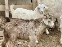 Ziege, Saanen goat — Foto 4