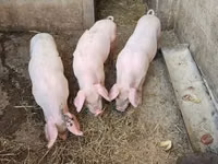 Schweine (Partie, Geschlecht nicht angegeben), Schweine — Foto 2