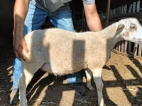 Widder, Dorper sheep — Foto 1