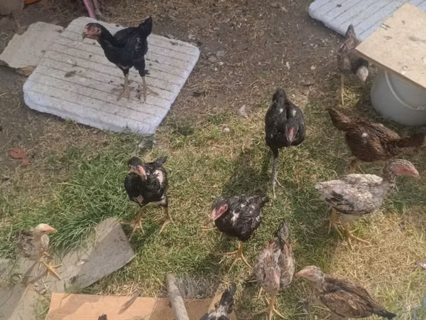 Chickens