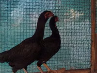 Chickens — फ़ोटो 6