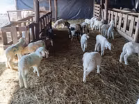 Schaf, Awassi sheep — Foto 2