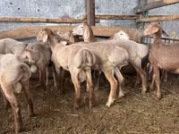 Carnero, Arashan sheep — foto 2