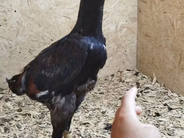 Chickens