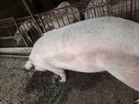 Schweine (Partie, Geschlecht nicht angegeben), Schweine — Foto 5