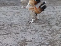 ياباني بانتام — الصورة 3