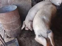 Eber, Schweine — Foto 8