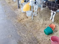सांड, Swiss cattle — फ़ोटो 4