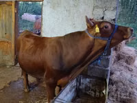 公牛, Cattle — 照片 3