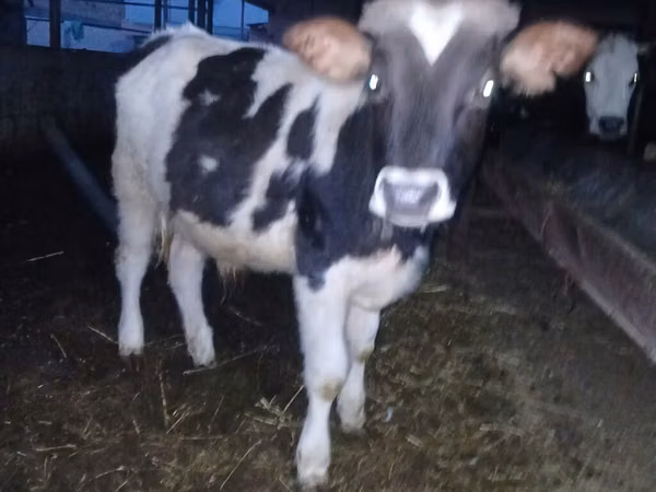 सांड, Russian Black pied cattle