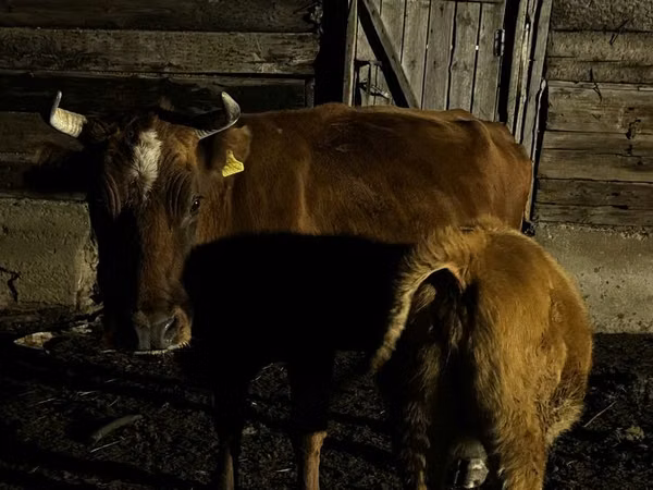 गाय, Latvian Blue cattle — कज़ाखस्तान